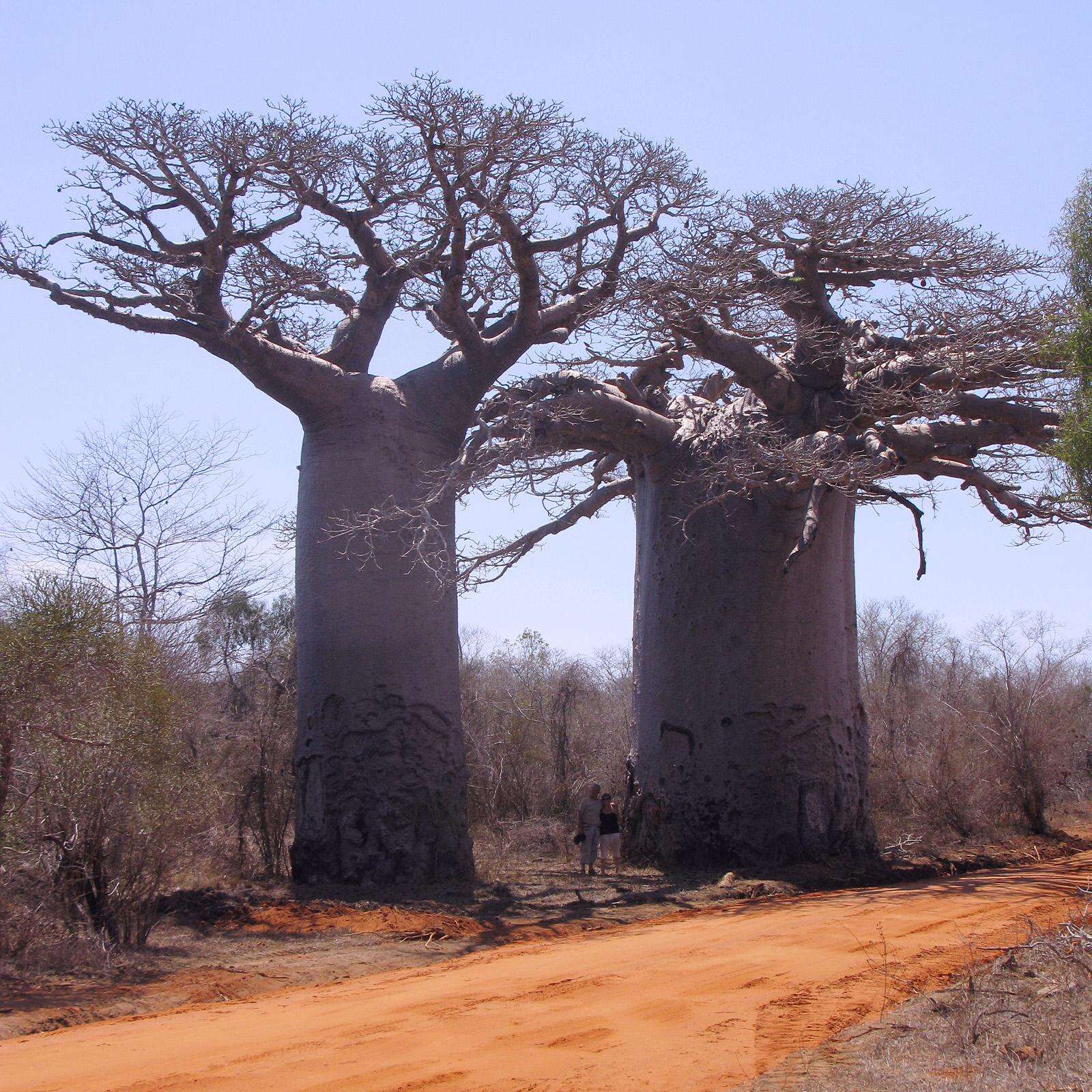 Image de Adansonia grandidieri Baill.