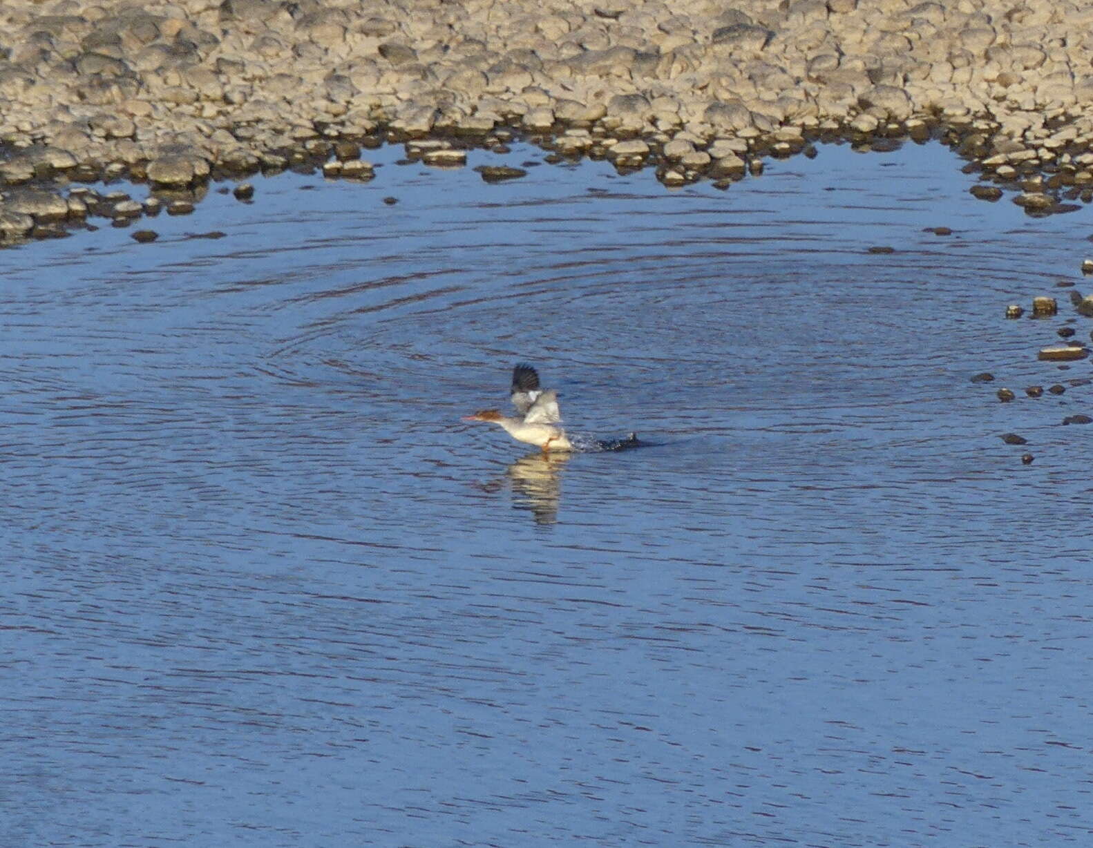 Image of Chinese Merganser