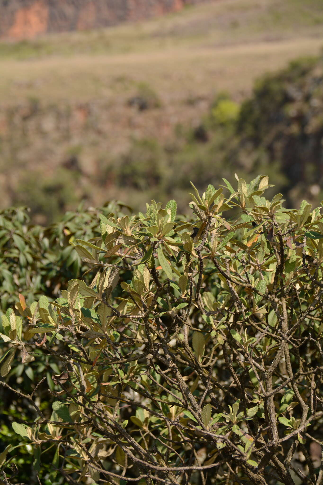 صورة Tarchonanthus trilobus var. galpinii (Hutch. & Phill.) J. Paiva