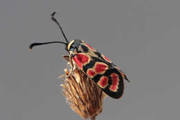 Image of Zygaena carniolica suavis Burgeff 1926