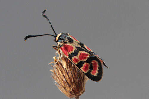 Image of Zygaena carniolica suavis Burgeff 1926