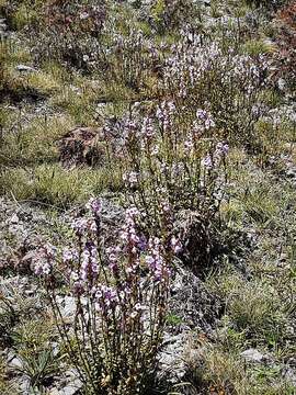 Sivun Euphrasia collina subsp. paludosa (R. Br.) W. R. Barker kuva