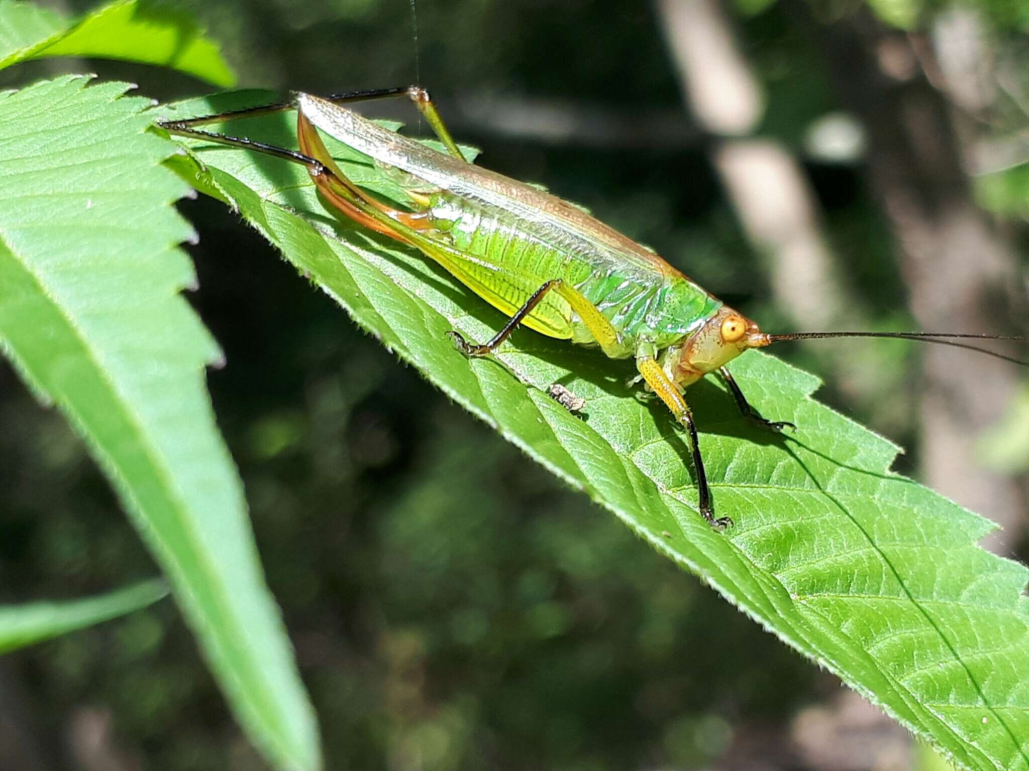 Image of Black-legged Meadow Katydid