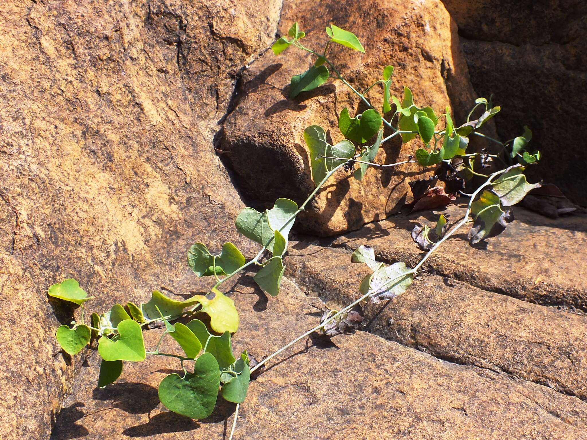 صورة Aristolochia elegans Mast.