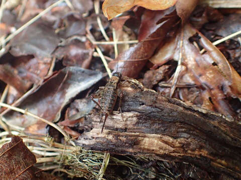 Слика од Nemobius sylvestris sylvestris (Bosc 1792)