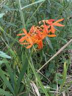 صورة Crocosmia aurea subsp. aurea