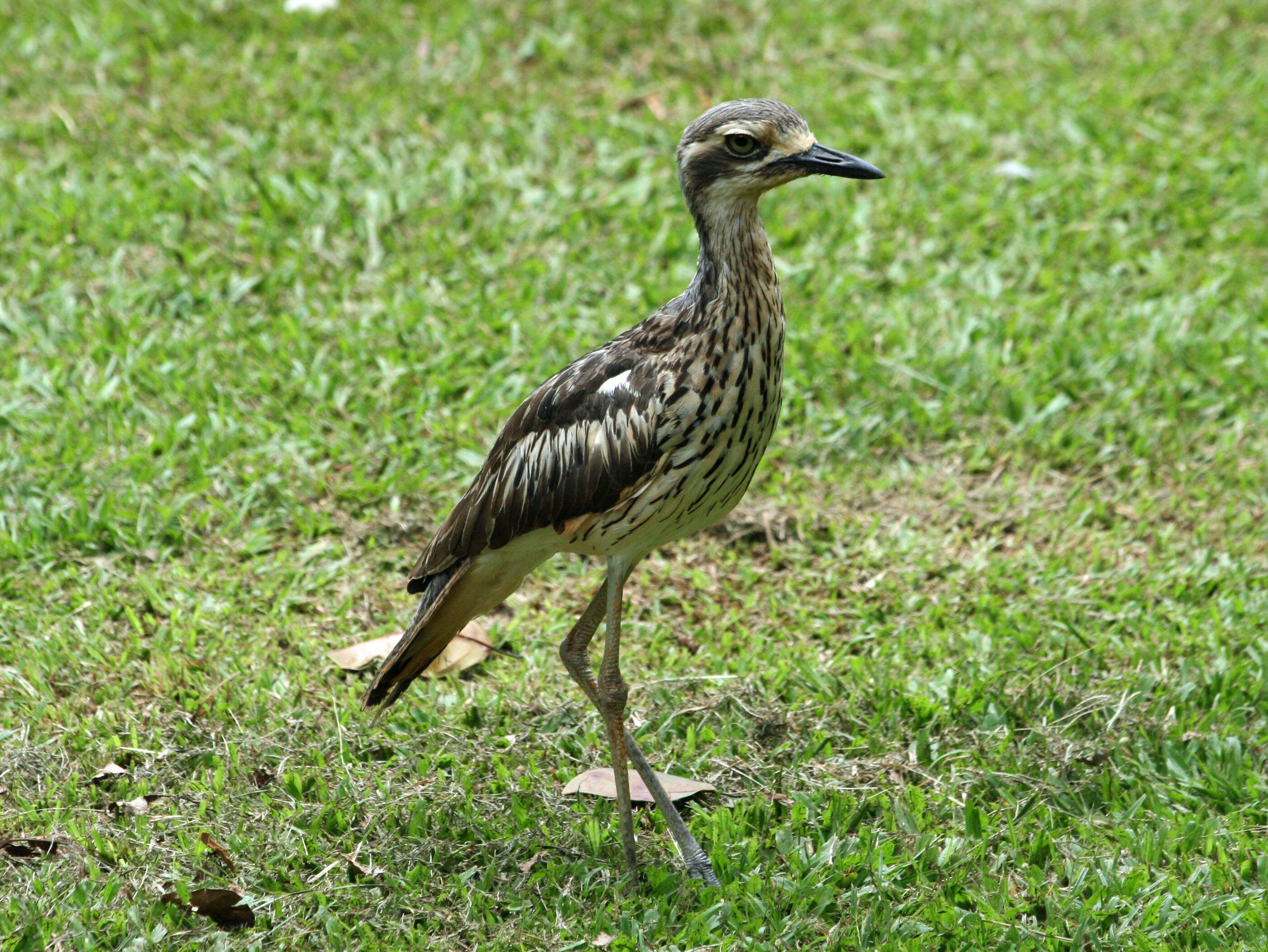 Image of Bush Stone-curlew