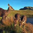 Image of Formosan sambar deer