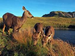 Image of Formosan sambar deer