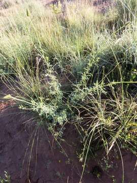 Слика од Dalea candida var. oligophylla (Torr.) Shinners