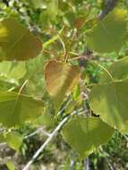 Image of eastern cottonwood