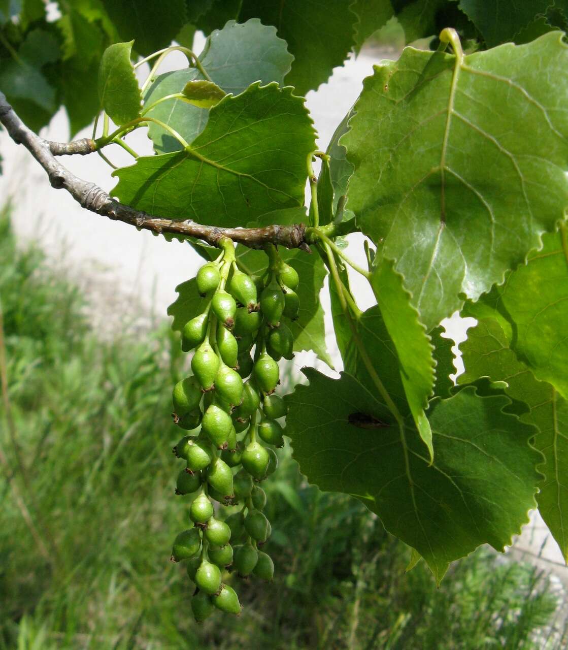 Image of eastern cottonwood