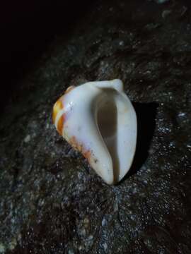 Image of West Indian crown conch