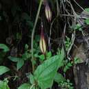 Imagem de Passiflora costaricensis Killip