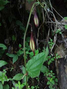 Image of Passiflora costaricensis Killip