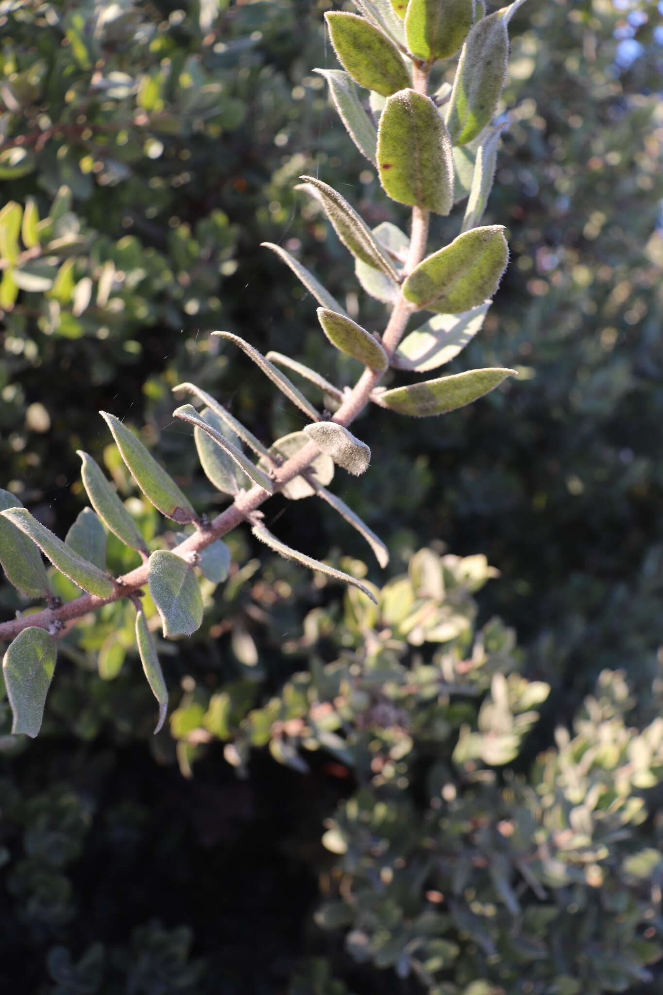 Image of woollyleaf manzanita