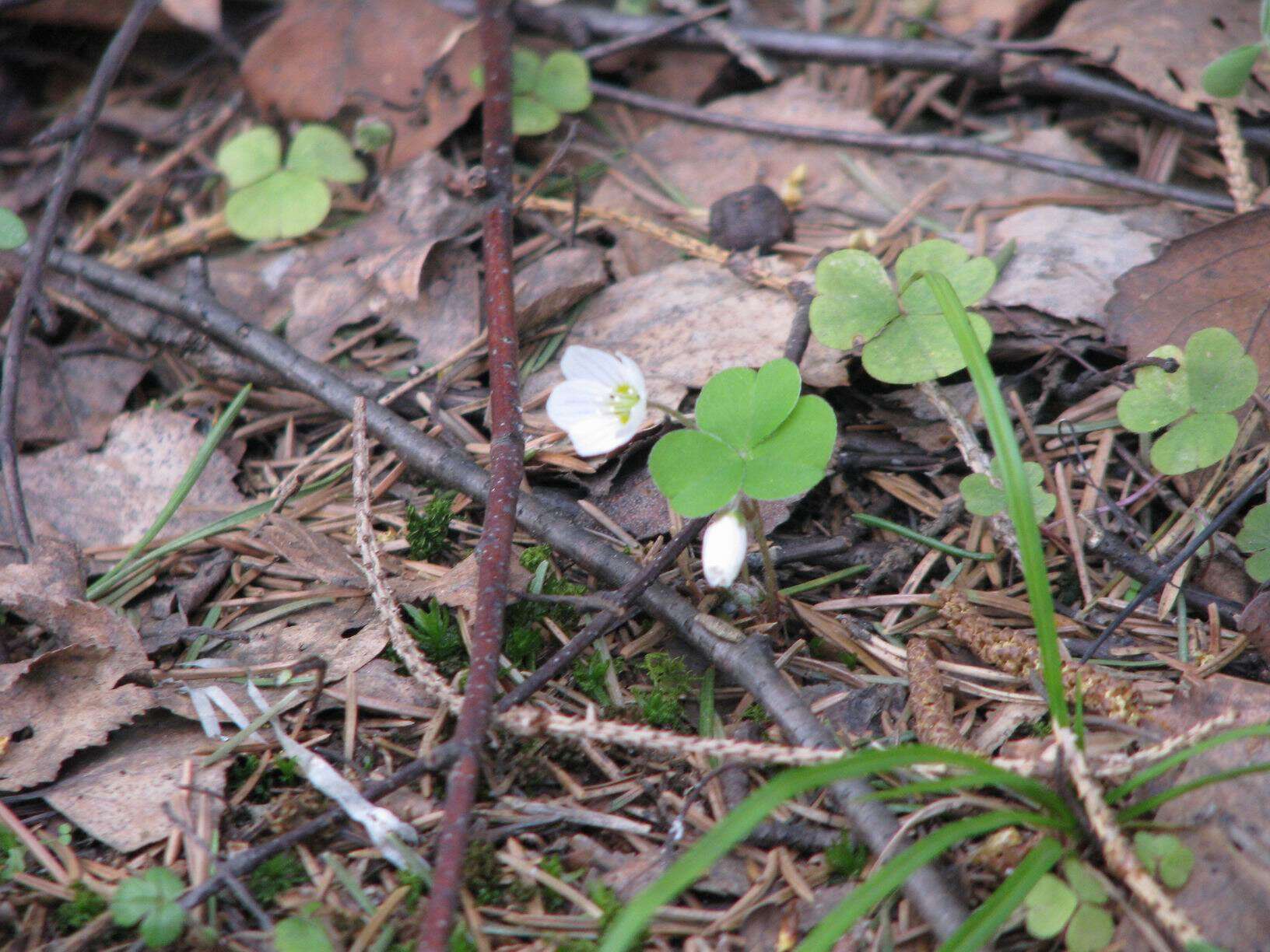 Imagem de Oxalis acetosella L.