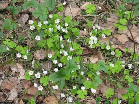 Imagem de Oxalis acetosella L.