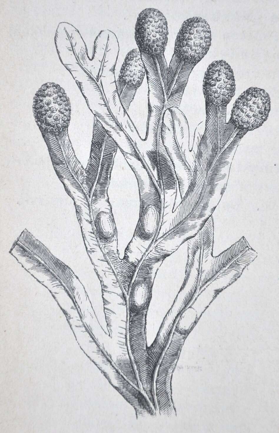 Image of Bladder Wrack