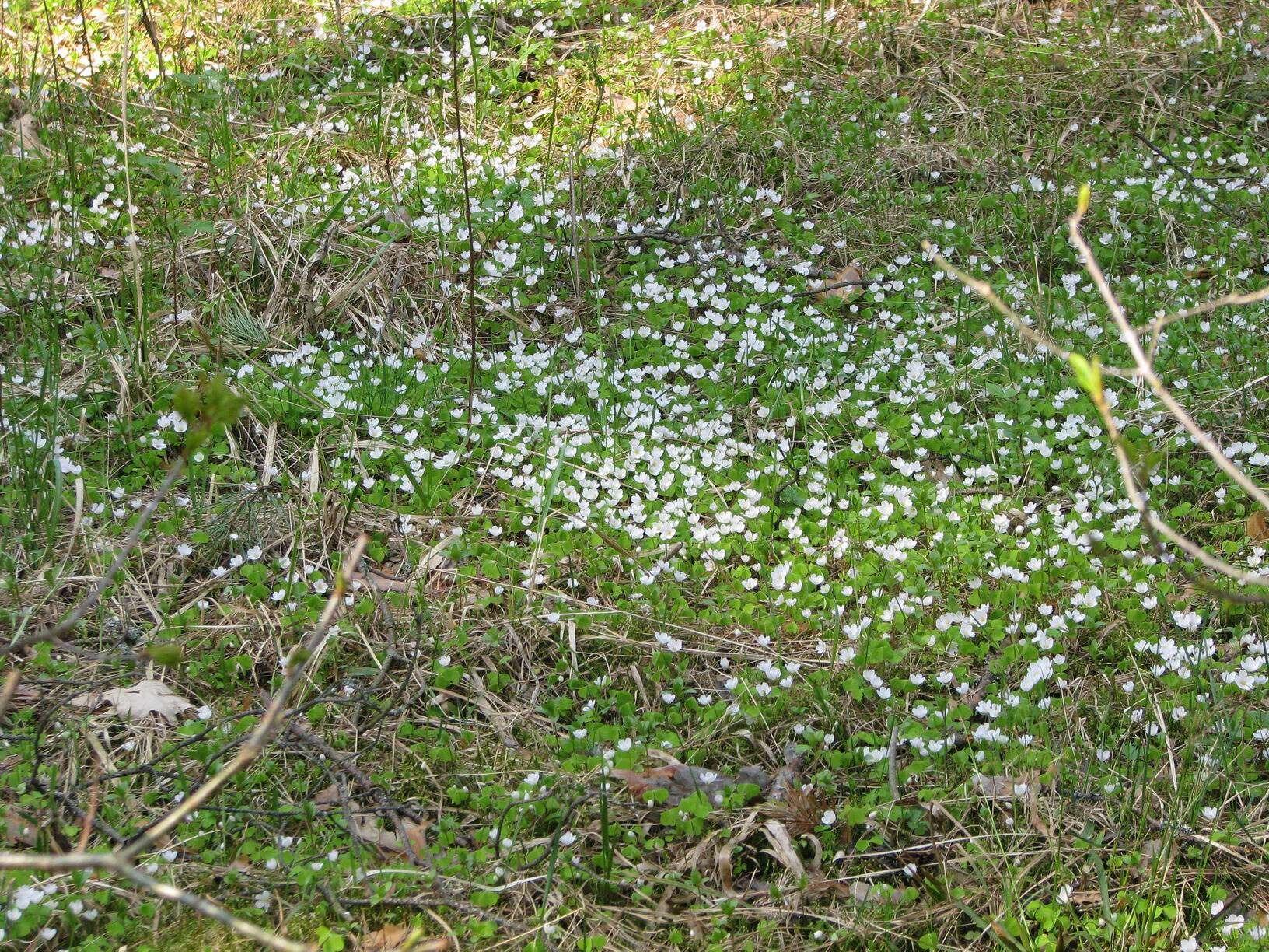 Imagem de Oxalis acetosella L.