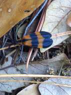 Image of Banded Net-winged Beetle