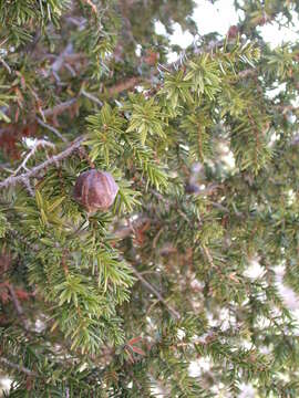 Image of Syrian juniper