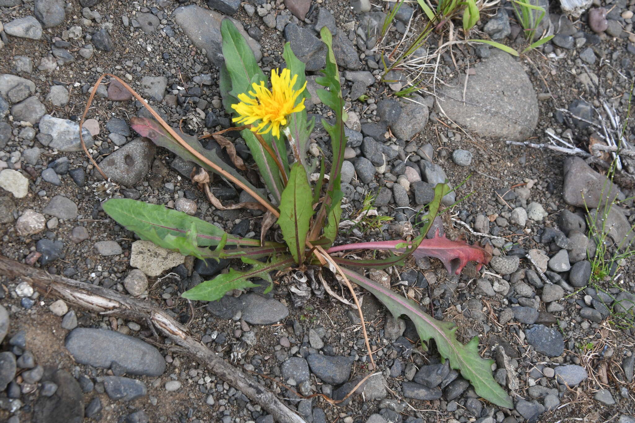 Image of Taraxacum longicorne Dahlst.