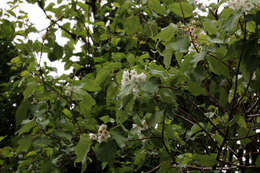 Image of Mountain Ribbon Wood