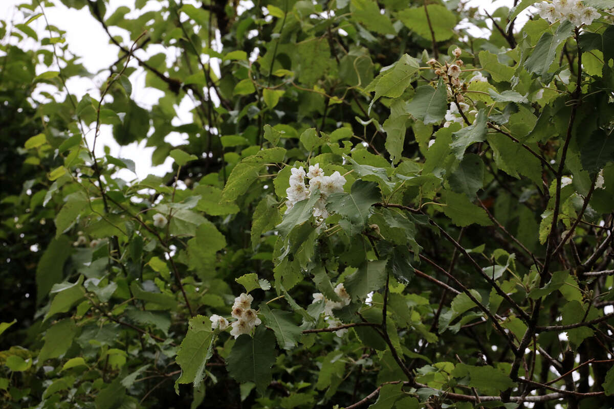 Image of Mountain Ribbon Wood