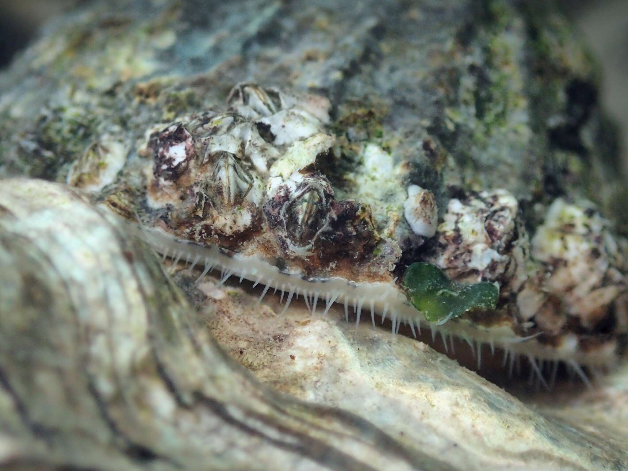 Image of Common limpet