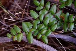 Image of Pellaea pteroides (L.) Prantl