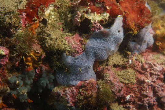 Image of bluish encrusting sponge