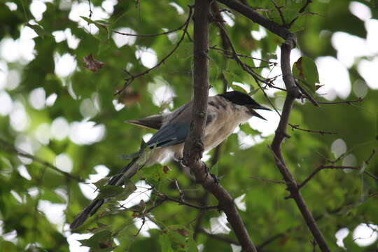 Image of Azure-winged Magpie