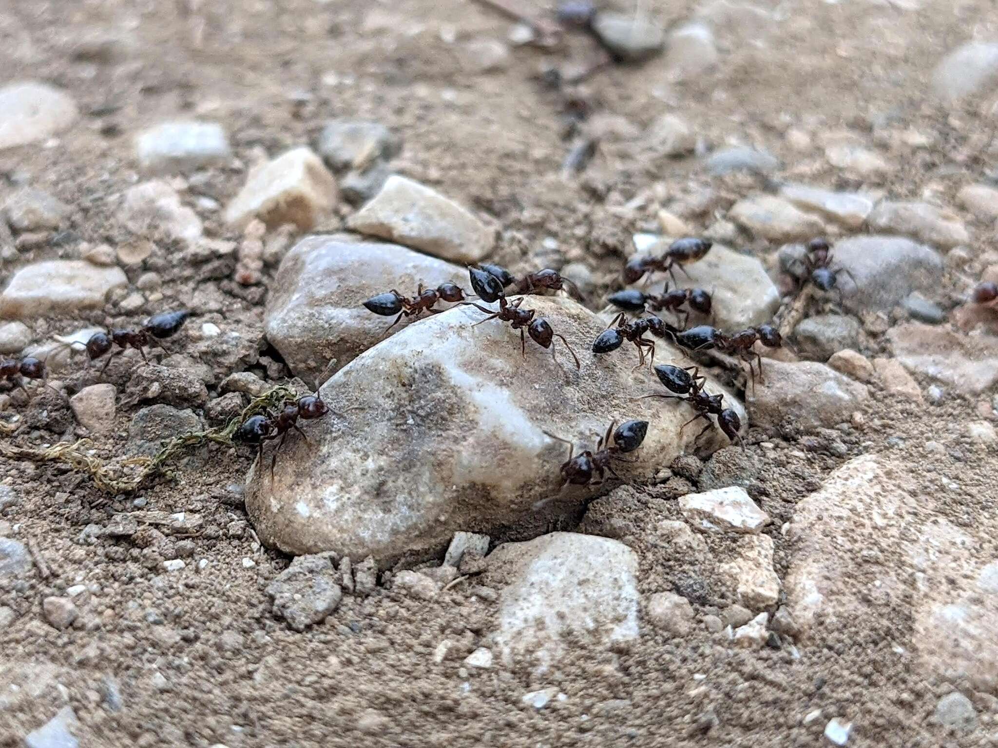 Image of Crematogaster ionia Forel 1911