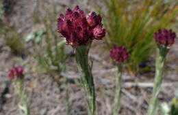 Image de Helichrysum spiralepis Hilliard & Burtt