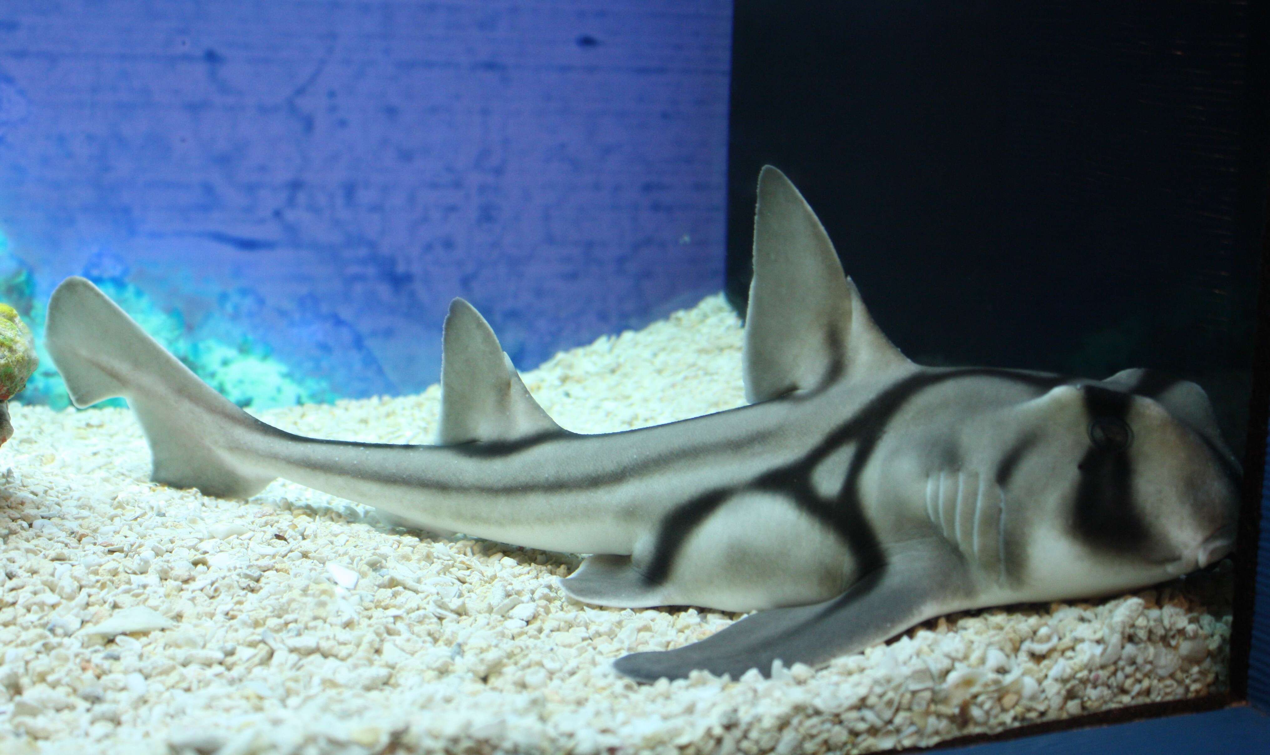 Image of Port Jackson Shark