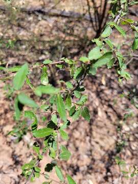 Acalypha eremorum Müll. Arg. resmi