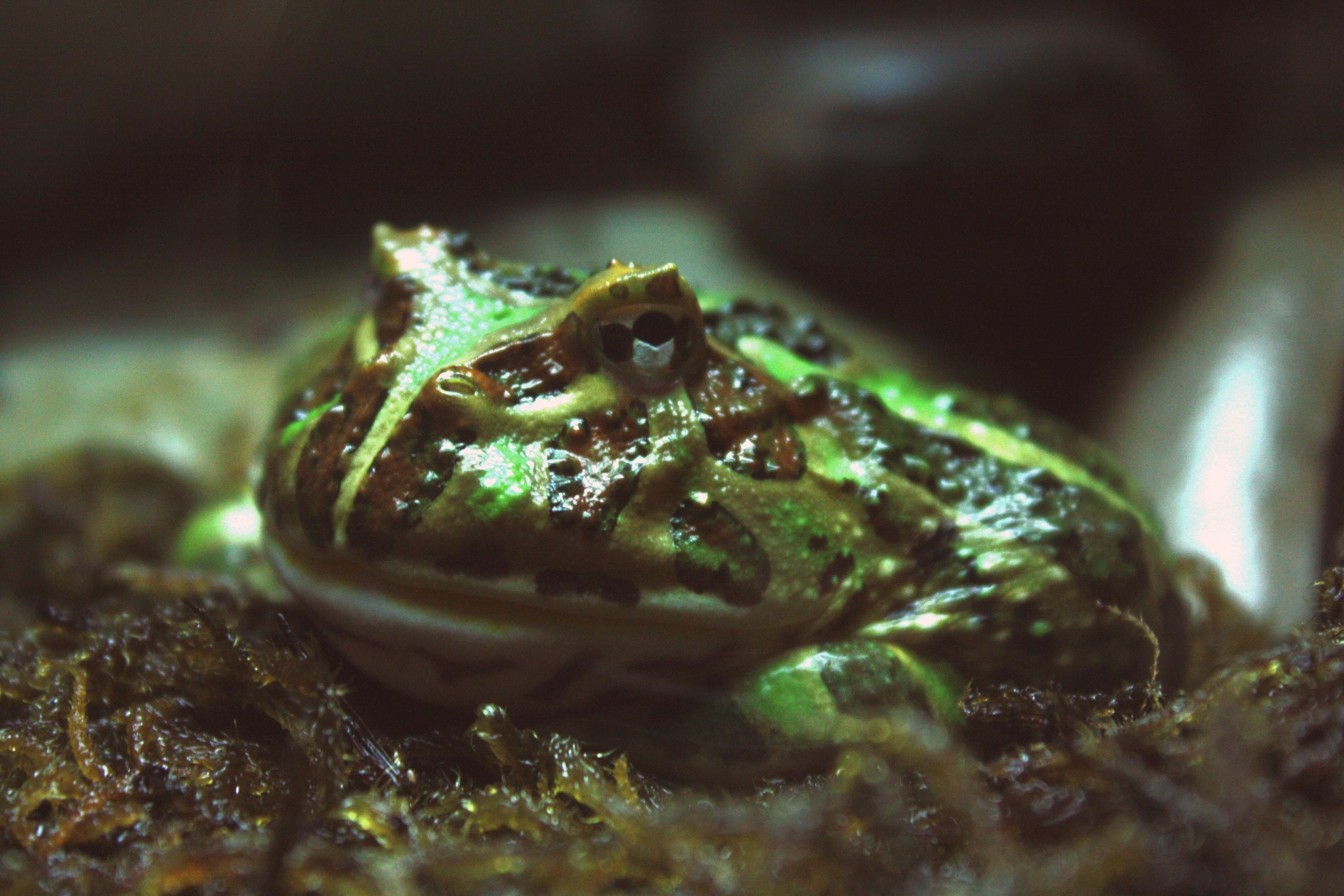 Image de Ceratophrys cornuta (Linnaeus 1758)