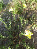 Imagem de Oenothera hartwegii subsp. pubescens (A. Gray) W. L. Wagner & Hoch