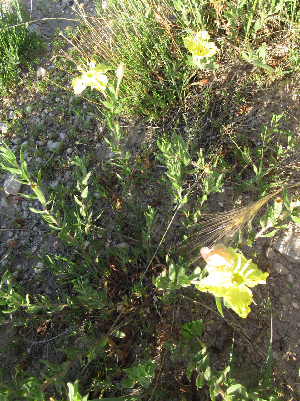 Oenothera hartwegii subsp. pubescens (A. Gray) W. L. Wagner & Hoch resmi