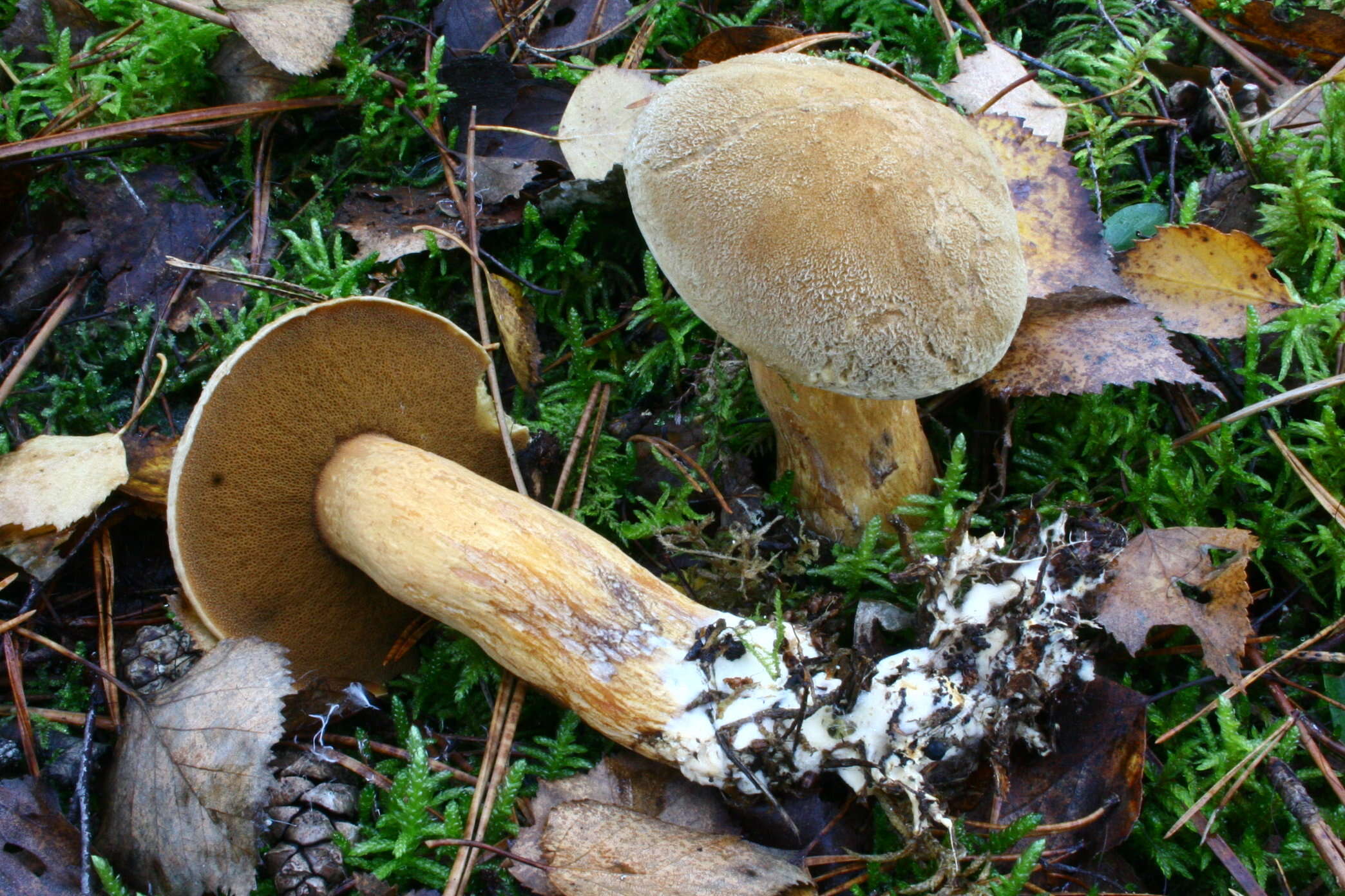 Image of Suillus variegatus (Sw.) Richon & Roze 1888