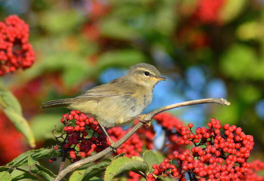 Image of Dusky Warbler