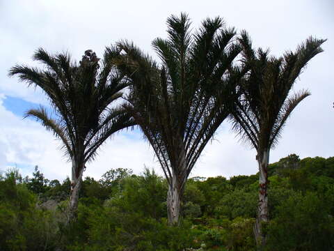 Image de Raphia australis Oberm. & Strey