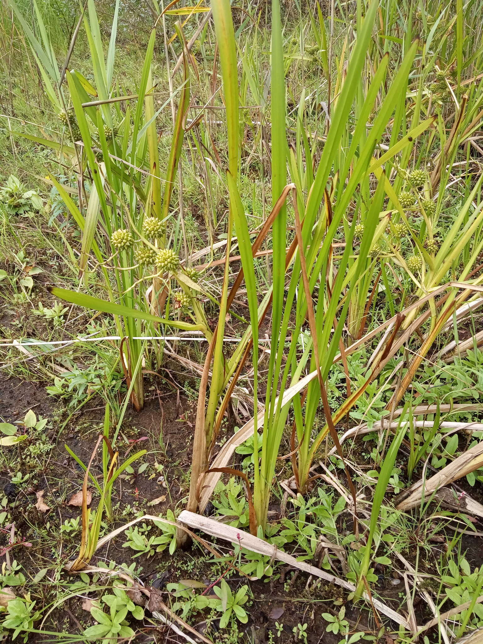 Image of Sparganium erectum subsp. erectum