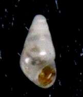 Plancia ëd Odostomia laevigata (d'Orbigny 1841)