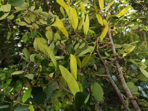 Dalbergia glabra (Mill.) Standl.的圖片