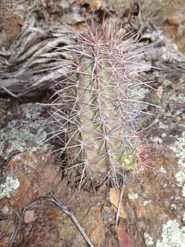 Image of Echinocereus arizonicus subsp. nigrihorridispinus