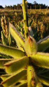 Image of Lupinus lanatus Benth.