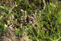 Image of coral necklace