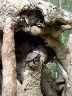 Image of Loggerhead Musk Turtle